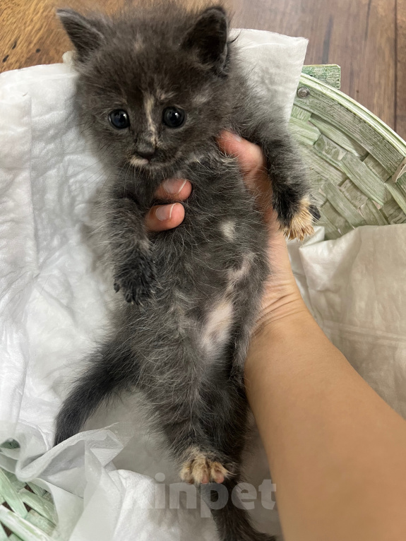 Кошки в Дербенте: Котенок в добрые руки Девочка, Бесплатно - фото 2