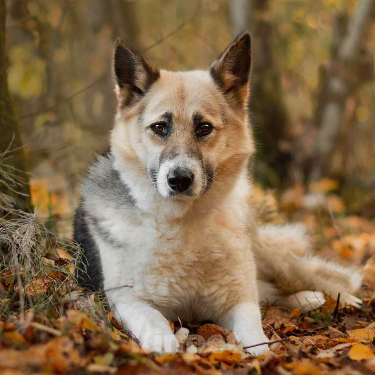 Собаки в Москве: Марбелья Девочка, Бесплатно - фото 3