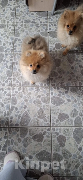 Собаки в Челябинске: Продам 2 щенков Мальчик, 20 000 руб. - фото 1