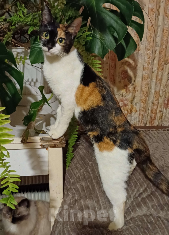 Кошки в Москве: Кошечка-подросток ищет дом Девочка, Бесплатно - фото 7