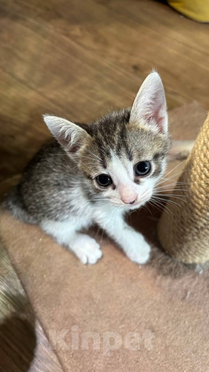 Кошки в Москве: Котенок Фифочка Девочка, Бесплатно - фото 3