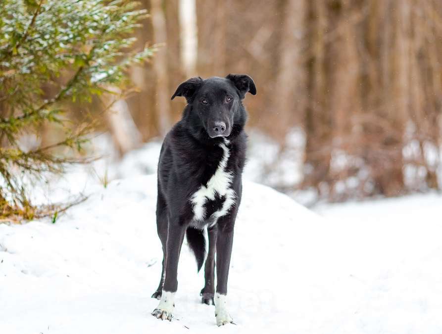Собаки в Москве: Денвер Мальчик, Бесплатно - фото 5
