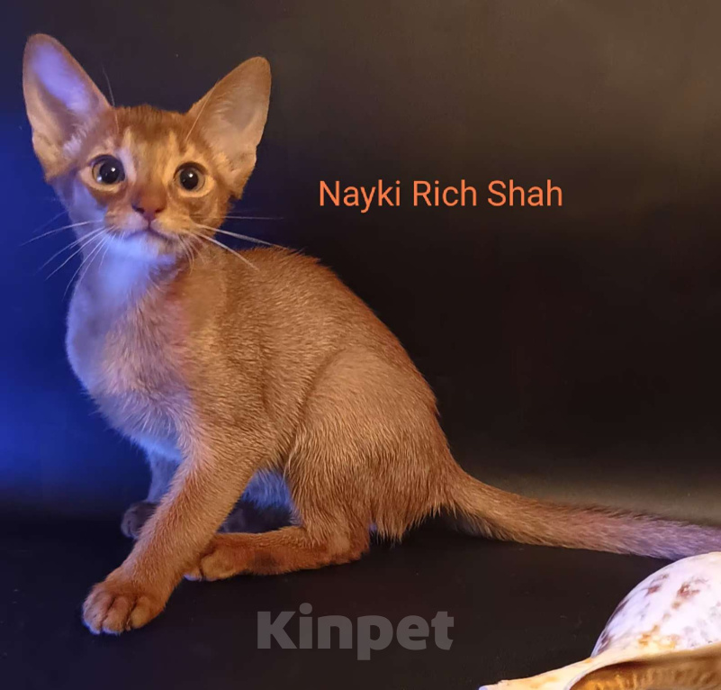 Кошки в Москве: Яркий ласковый абиссинский котик соррель Мальчик, 155 000 руб. - фото 1