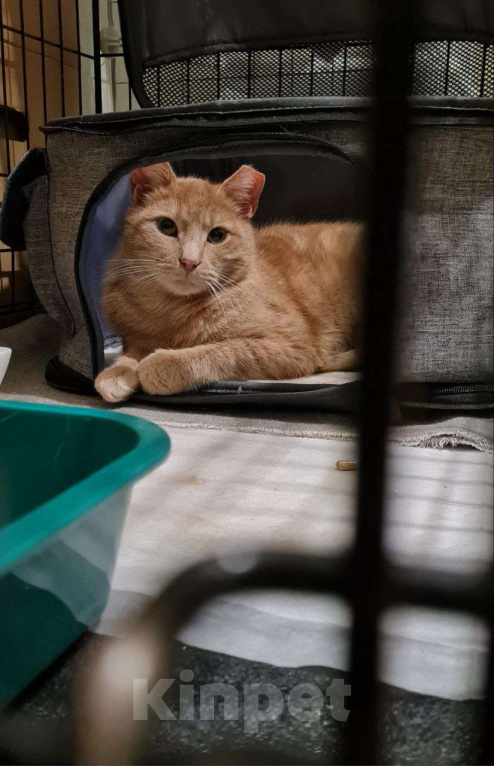 Кошки в Санкт-Петербурге: Персик ищет дом Мальчик, Бесплатно - фото 1