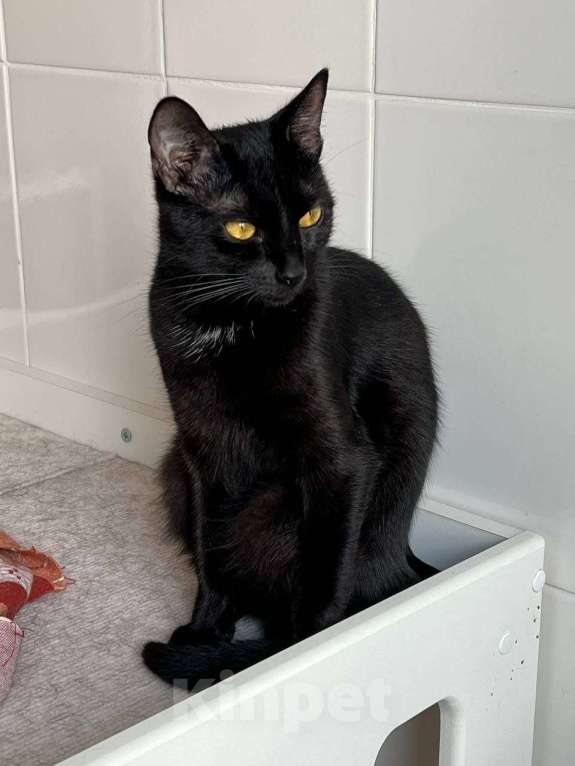 Кошки в Москве: Ищем дом малышке Девочка, Бесплатно - фото 4