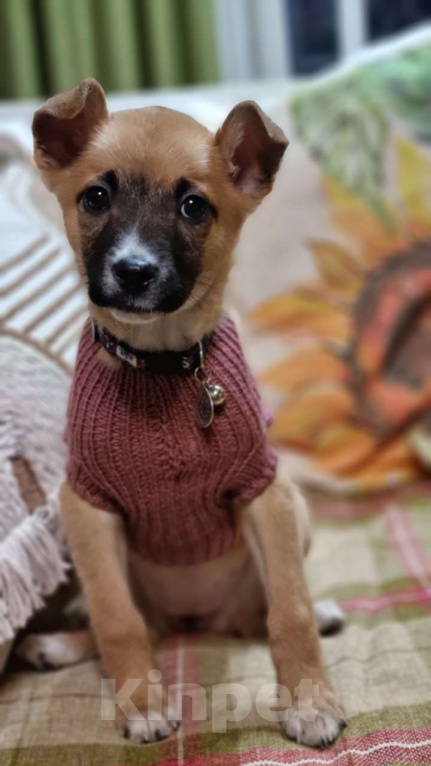 Собаки в Москве: Ищет дом отважная малышка Мо Девочка, Бесплатно - фото 8