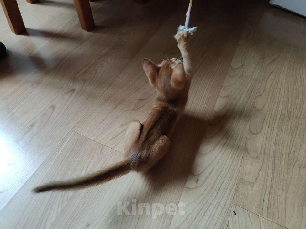 Кошки в Красноярске: Продам котенка Девочка, 30 000 руб. - фото 3