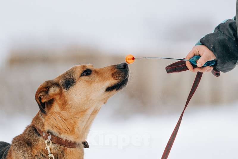 Собаки в Москве: Несчастный пес Брэд — с детства до 4 лет в приюте Мальчик, Бесплатно - фото 2