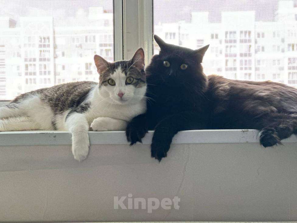 Кошки в других городах Московской области: Отдам в добрые руки двух братиков Мальчик, Бесплатно - фото 1