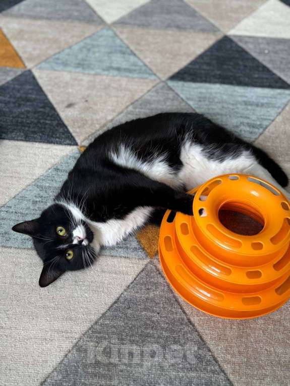 Кошки в Балашихе: Котик Лимончелло в добрые руки Мальчик, Бесплатно - фото 2