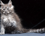 Кошки в Видном: Ласковый мальчишка мейн-кун  Мальчик, 95 000 руб. - фото 5