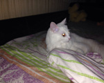 Кошки в Рязани: В добрые руки Девочка, Бесплатно - фото 1