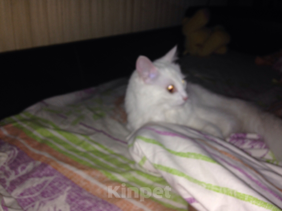Кошки в Рязани: В добрые руки Девочка, Бесплатно - фото 1