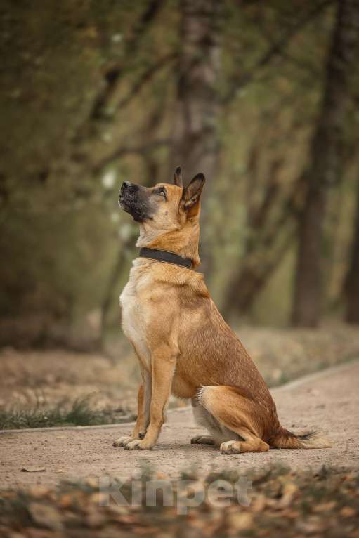 Собаки в Москве: Рыжик Мальчик, Бесплатно - фото 8