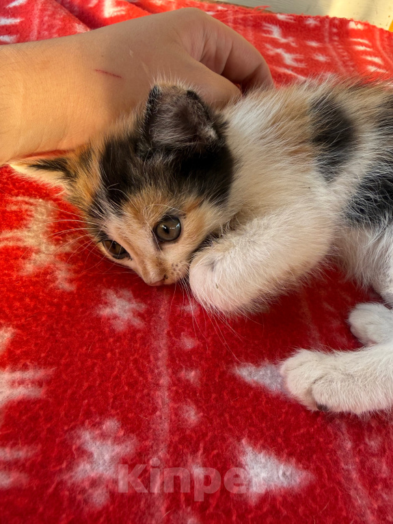Кошки в Москве: Котенок девочка Девочка, Бесплатно - фото 1