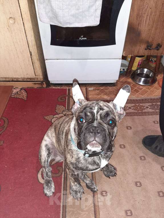 Собаки в Москве: Продам щенков Мальчик, 30 руб. - фото 7