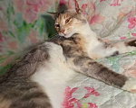 Кошки в Оренбурге: Кошка в добрые руки Девочка, Бесплатно - фото 2