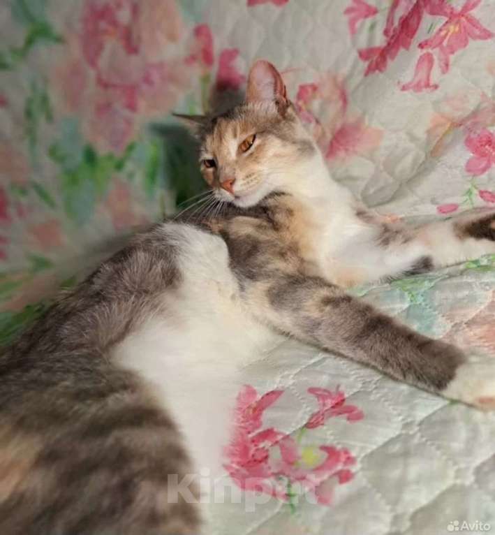 Кошки в Оренбурге: Кошка в добрые руки Девочка, Бесплатно - фото 2