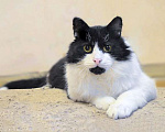 Кошки в Москве: Роскошный, очень добрый котик Атос, преданный людьми, ищет дом и доброе сердце Мальчик, Бесплатно - фото 1