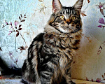 Кошки в Шадринске: Мейн-кун, 20 000 руб. - фото 5