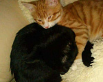 Кошки в Острогожске: Котята в добрые руки, 1 руб. - фото 2