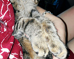 Кошки в Новокубанске: Котята метисы, Бесплатно - фото 3