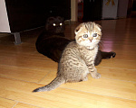 Кошки в Теберде: Тигрёнок на Золоте с Особняком, 14 999 руб. - фото 1