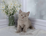 Кошки в Санкт-Петербурге: Британский котик лилового окраса Мальчик, 33 000 руб. - фото 1