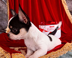 Собаки в Краснодаре: Щенок чихуахуа, 1 руб. - фото 1