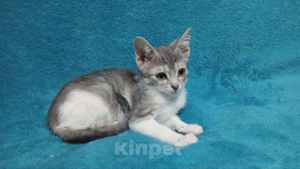 Кошки в Москве: Девочка в добрые руки Девочка, Бесплатно - фото 3