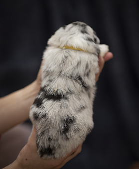 Австралийская овчарка щенок девочка