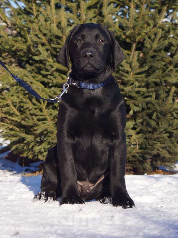Собаки в Волжском: Щенки лабрадора Мальчик, 40 000 руб. - фото 3