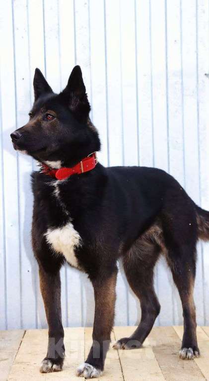 Собаки в Люберцах: Нереально красивая и умная собака Ассоль Девочка, Бесплатно - фото 3