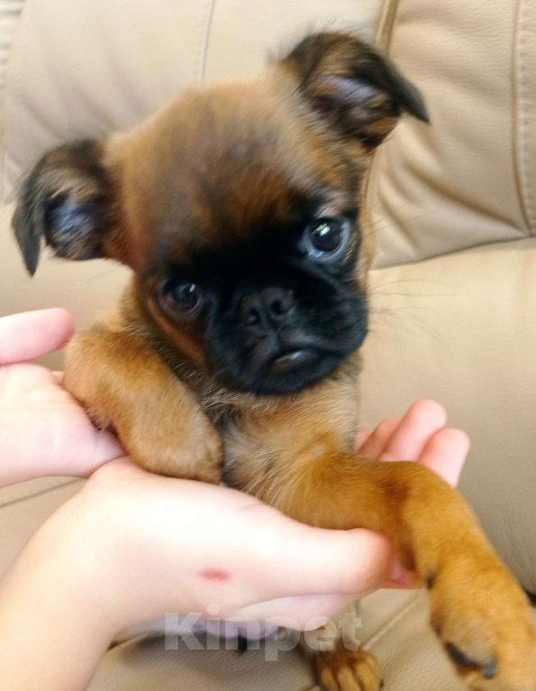 Собаки в Москве: Девочка рыжая  Девочка, 55 000 руб. - фото 4