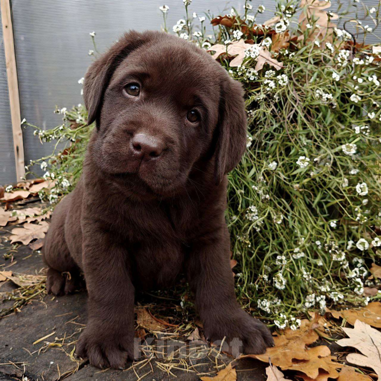 Собаки в Москве: Эффектные шоколадные щенки лабрадора ретривера Девочка, Бесплатно - фото 1