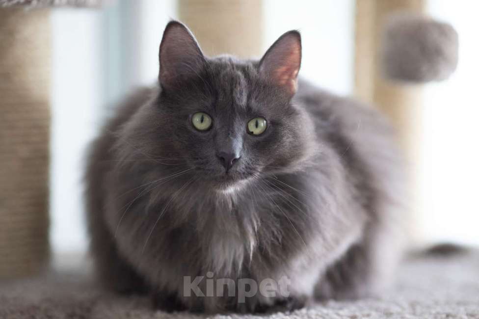 Кошки в Москве: Вульф Мальчик, Бесплатно - фото 5