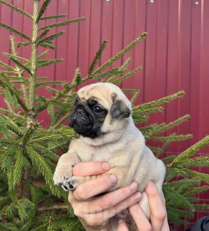 Собаки в Старом Осколе: Мопсы девочки Девочка, 45 000 руб. - фото 3