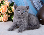 Кошки в Мурином: Британский голубой котик Мальчик, 25 000 руб. - фото 7