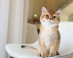 Кошки в Владивостоке: Британский котенок Мальчик, 80 000 руб. - фото 4