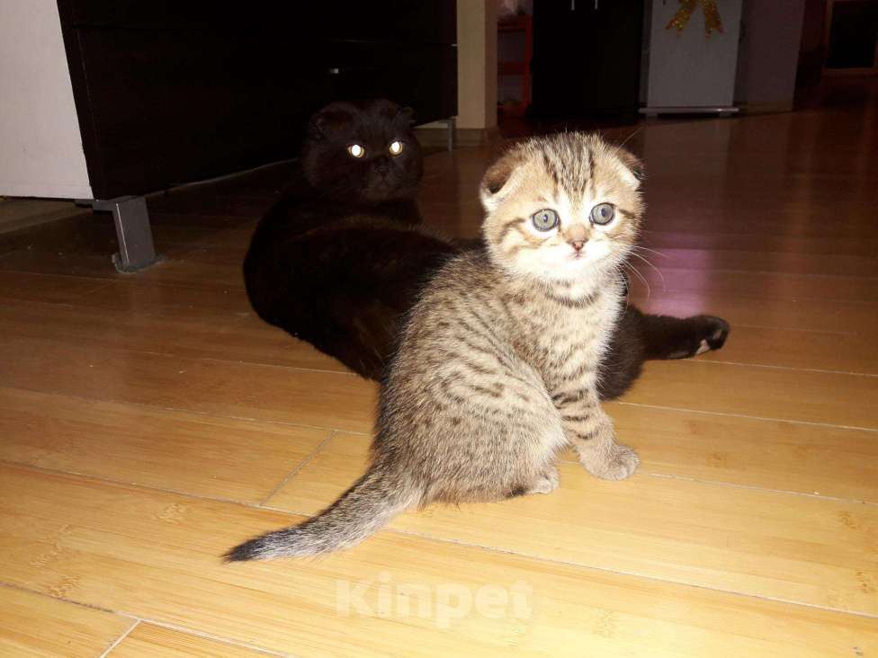 Кошки в Теберде: Тигрёнок на Золоте с Особняком, 14 999 руб. - фото 1
