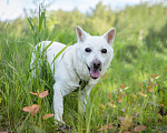 Собаки в Солнечногорске: Дедушка Форвард в поисках семьи Мальчик, Бесплатно - фото 7