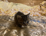 Кошки в Москве: Котята в добрые руки Девочка, Бесплатно - фото 2