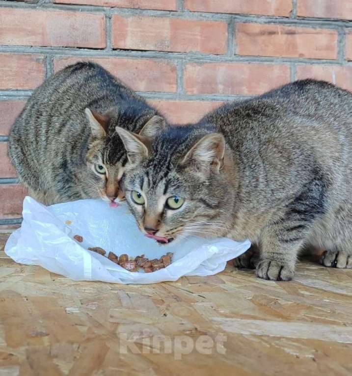 Кошки в Химках: Алиска ищет дом Девочка, Бесплатно - фото 6