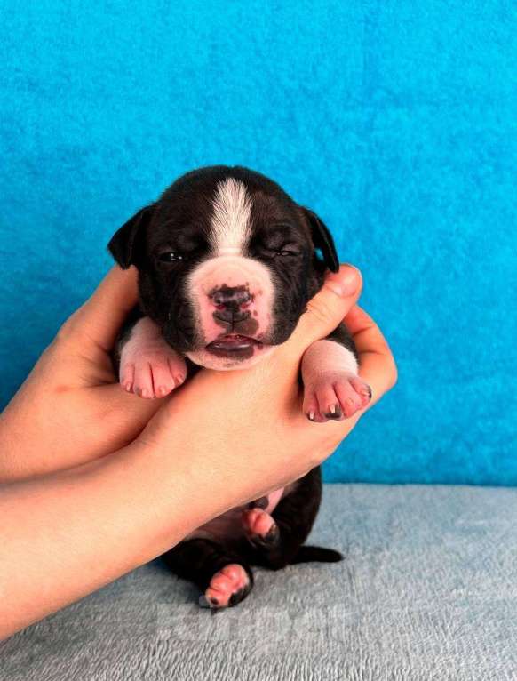 Собаки в Москве: Красивый мальчик амстаффа Мальчик, 80 000 руб. - фото 1