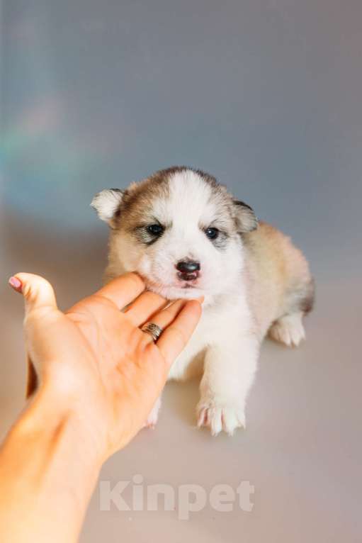 Собаки в Раменском: Хаку  Мальчик, 50 000 руб. - фото 1