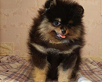 Собаки в Калининграде: Померанский шпиц,щенок Девочка, 30 000 руб. - фото 4