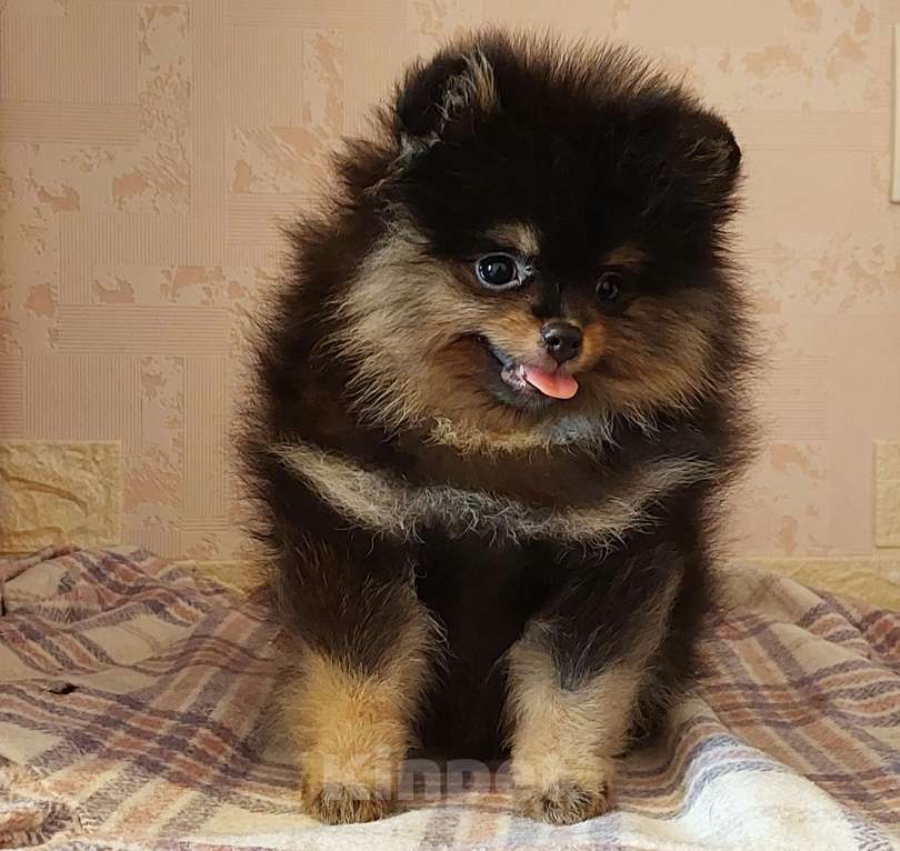 Собаки в Калининграде: Померанский шпиц,щенок Девочка, 30 000 руб. - фото 4