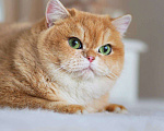 Кошки в Москве: Британский котенок Брусника Девочка, 60 000 руб. - фото 9