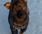 Собаки в Пушкино: Рони щенок 5 месяцев бесплатно Мальчик, 1 руб. - фото 3