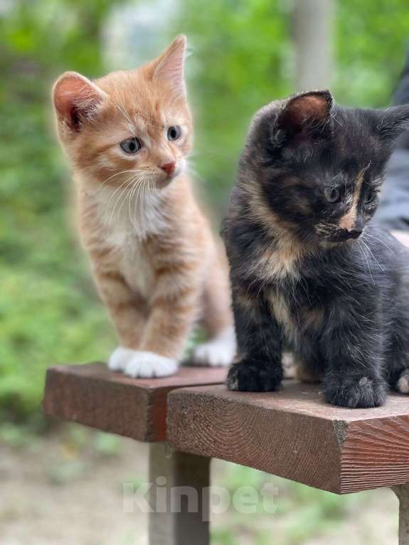 Кошки в Дмитрове: Котенок девочка Девочка, Бесплатно - фото 3